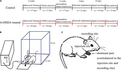 Roles of Motor Cortex Neuron Classes in Reach-Related Modulation for Hemiparkinsonian Rats